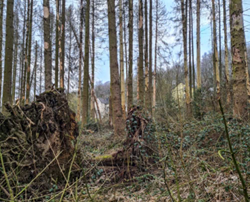 EcoForst sucht Waldflächen